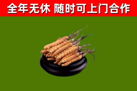 源汇区回收冬虫夏草