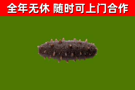 源汇区回收海参干